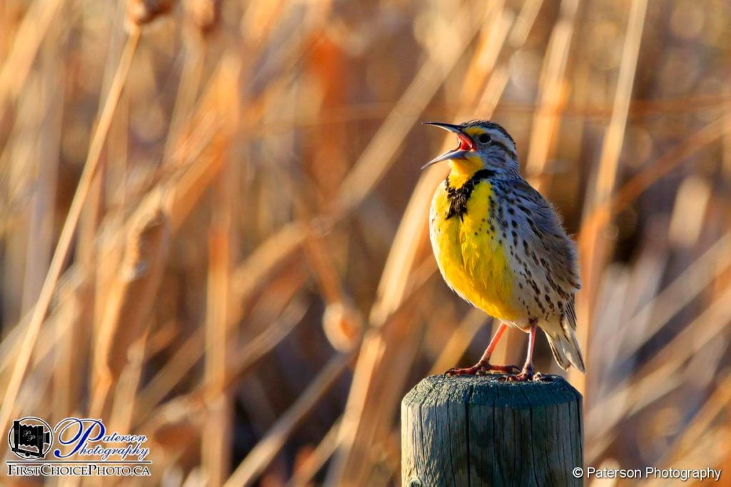 A great picture of a Meadowlark Spring 2018