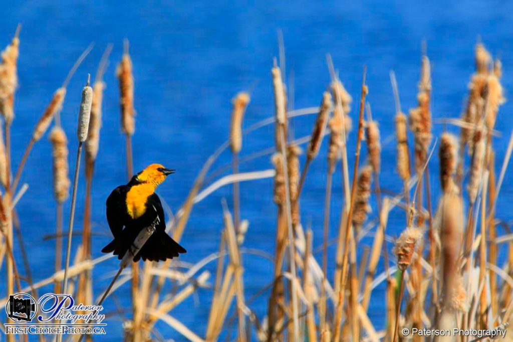 Yellow Headed Blackbird singing