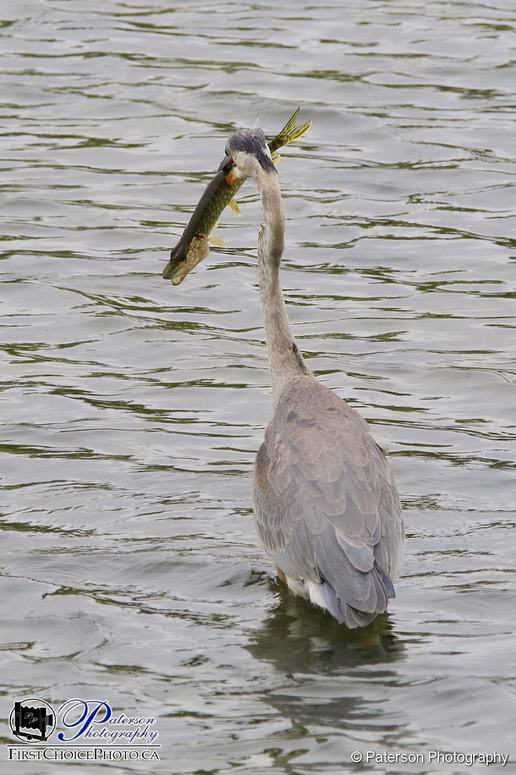 Bird Photography