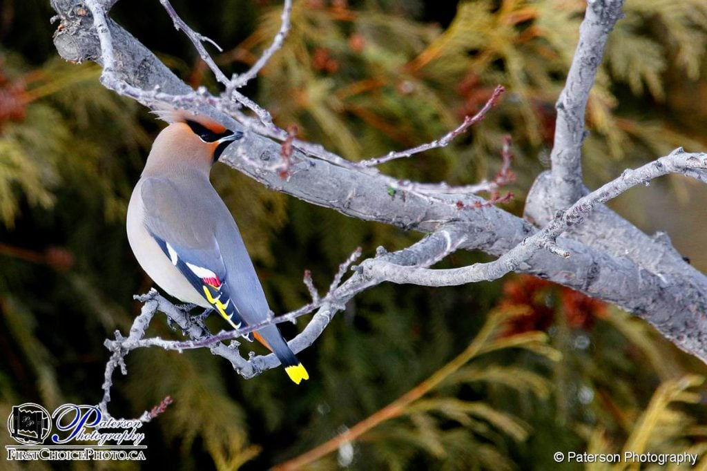 Waxwing in tree