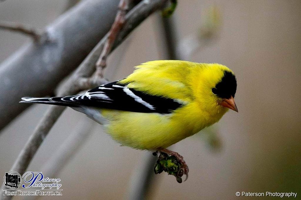Those seeds look good American Goldfinch