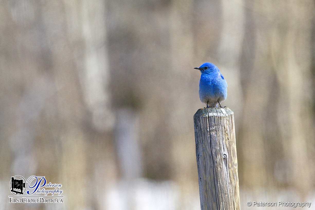 Mountain blue bird sitting on a fence post looking off into the distance by Police Lake Alberta