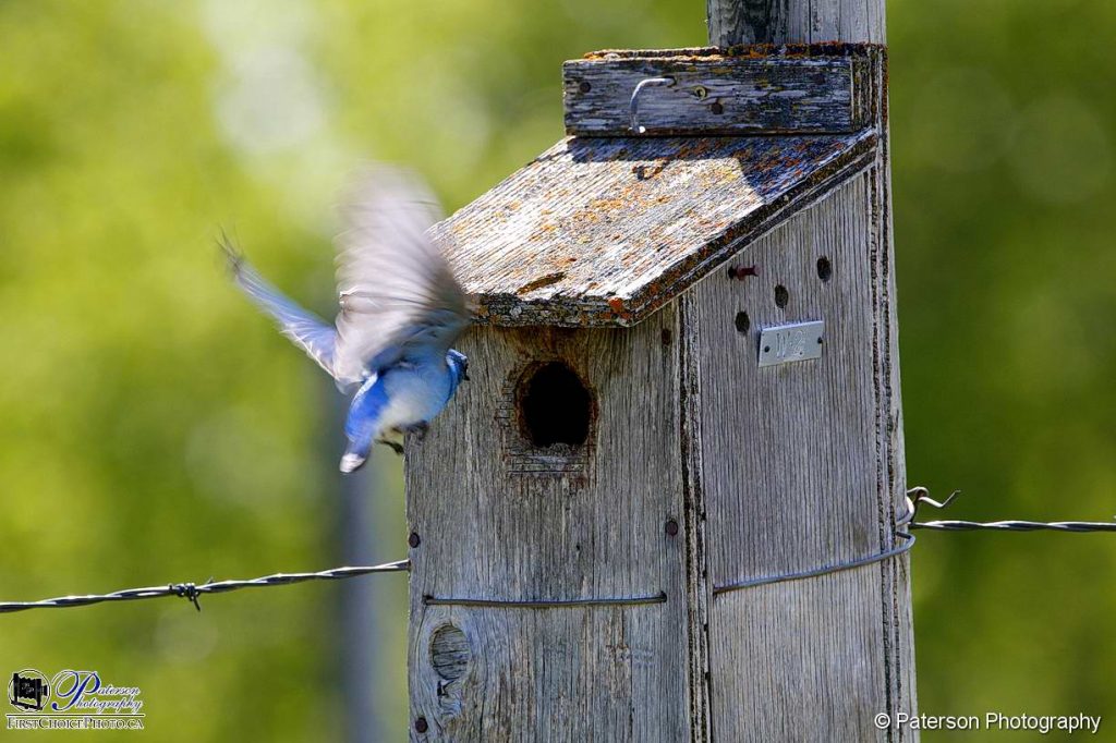 A road trip is not complete in the spring or summer without seeing some Mountain Bluebirds.