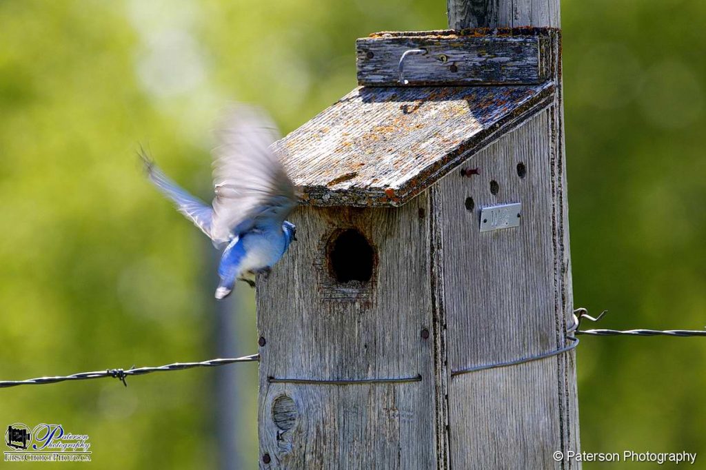 Mountain blue bird, Lethbridge art gallery, Wall decor, wall art, art gallery, prints and enlargements,