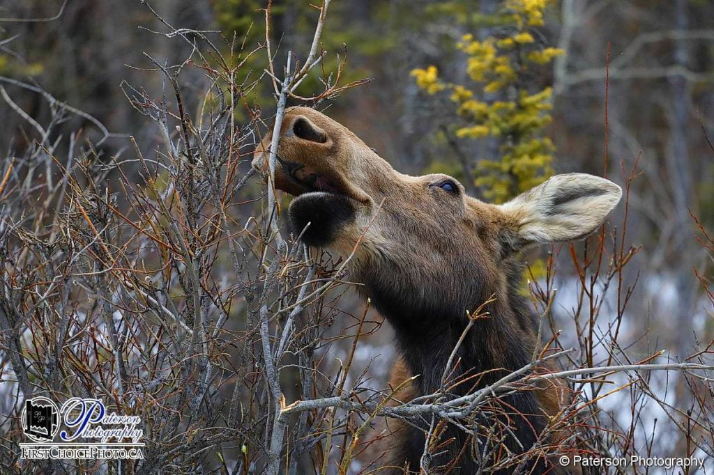 Moose in spring reaching for a tender branch for breakfastm Finding the right locations for nature photography