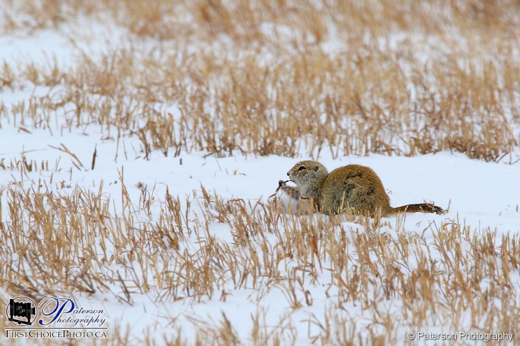 Gopher in snow