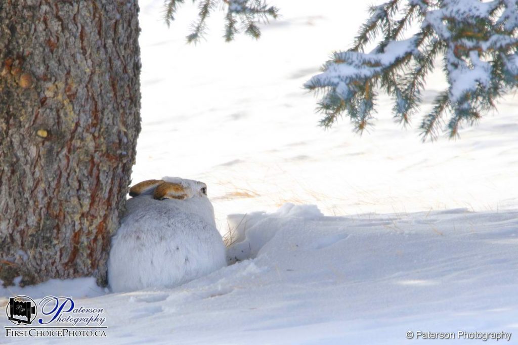 Rabbit hiding under a tree watching the people Ice Fishing