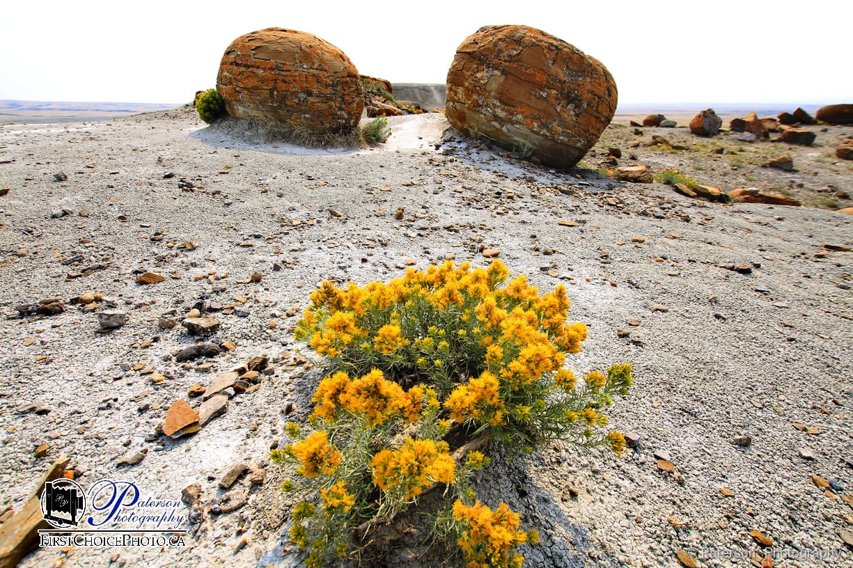 Flowers and rocks at red rock coulee
