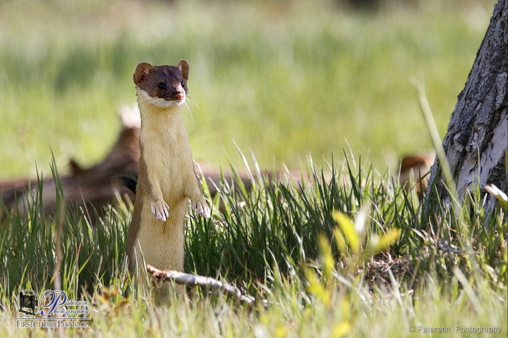 Lethbridge River valley weasel photo art with the weasel standing up looking at prey