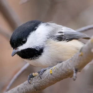 Square Instagram print from Lethbridge photolab First choice Photo