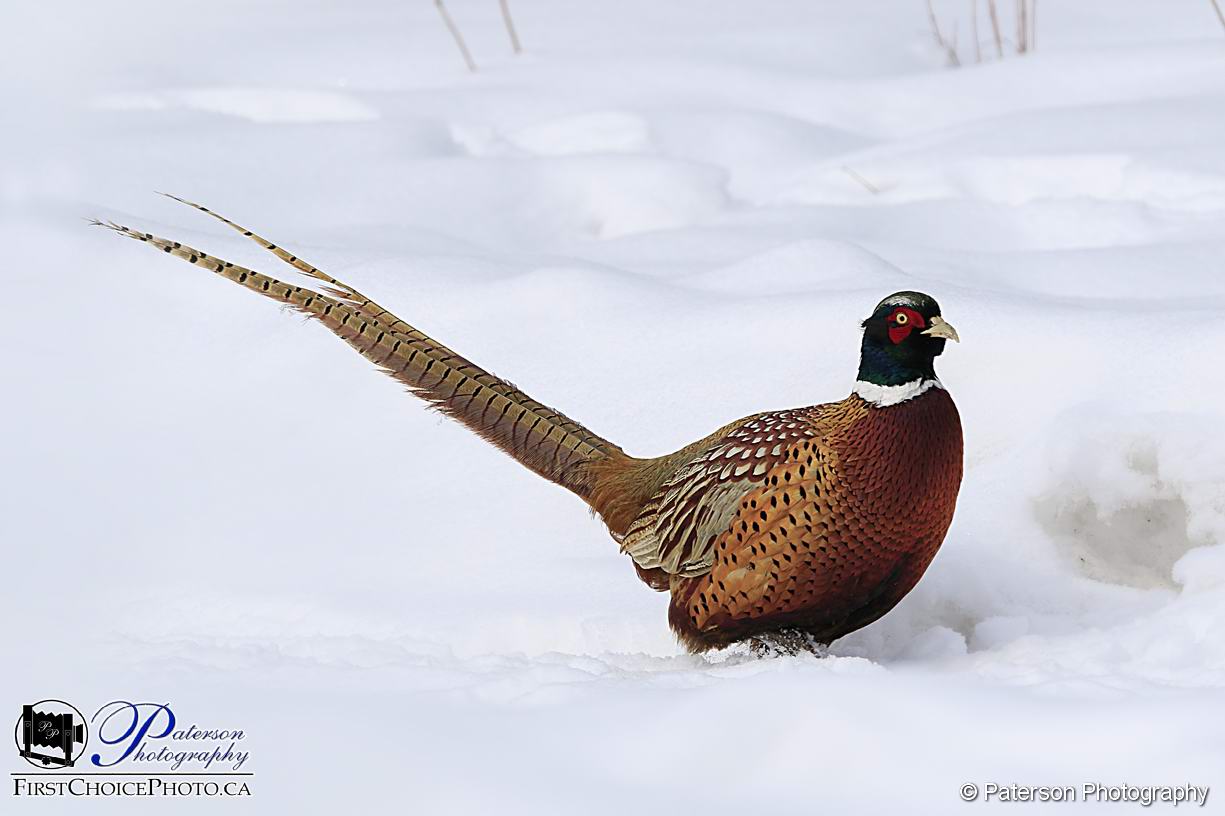Male Pheasant