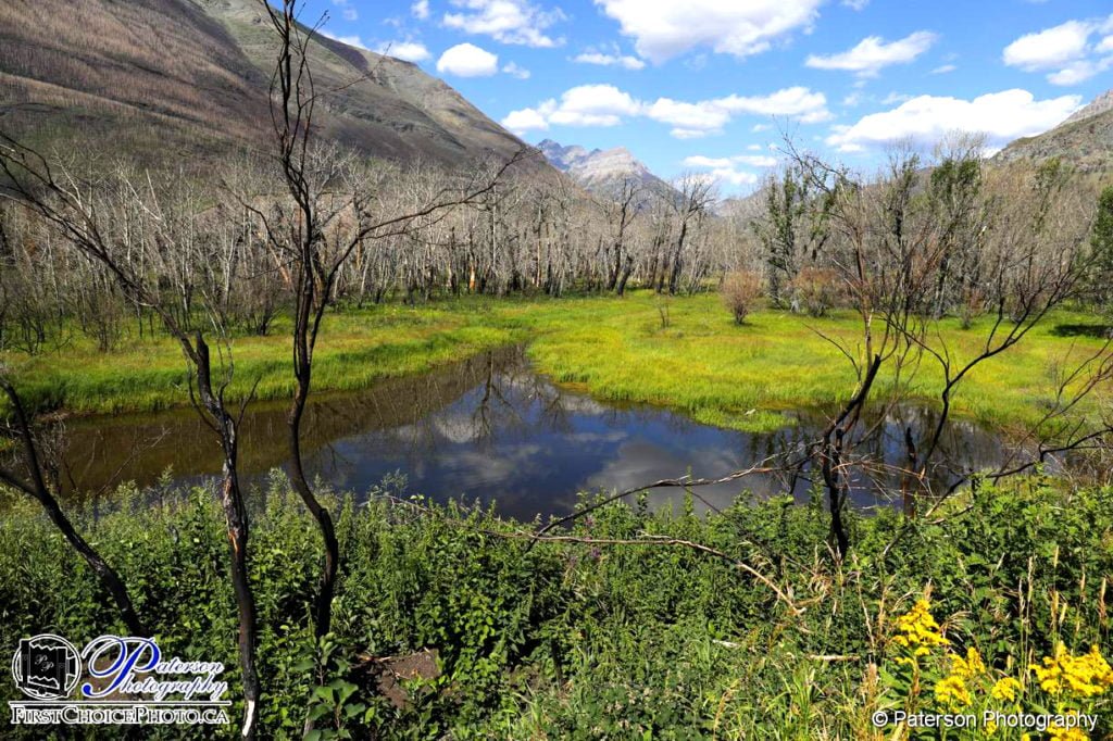 Waterton summer 2018 - The beaver pond