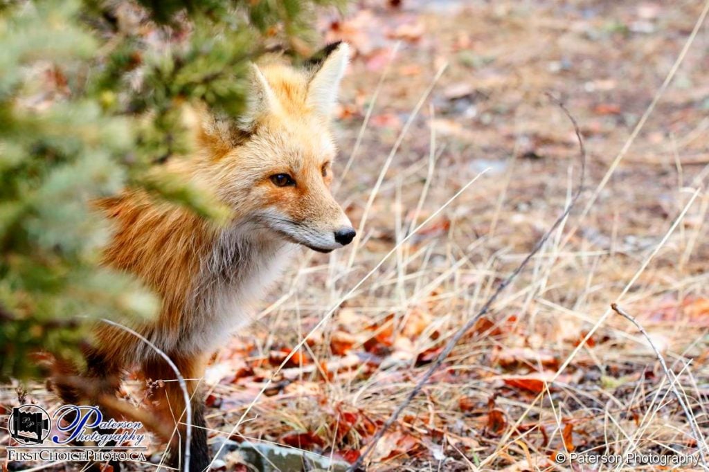 Waterton Wildlife Fox