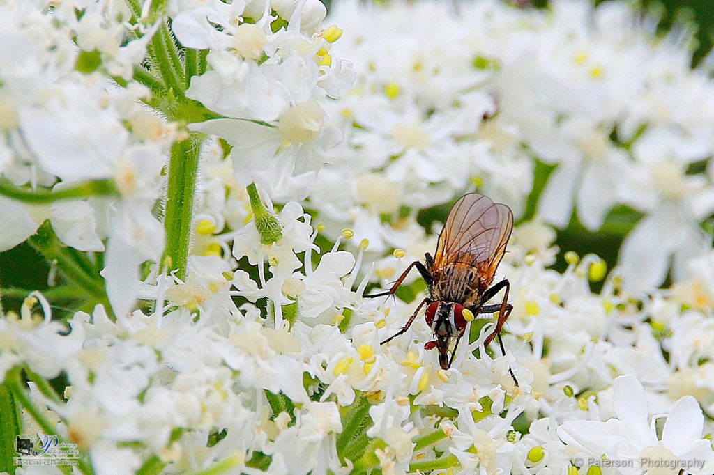 Fly on flower