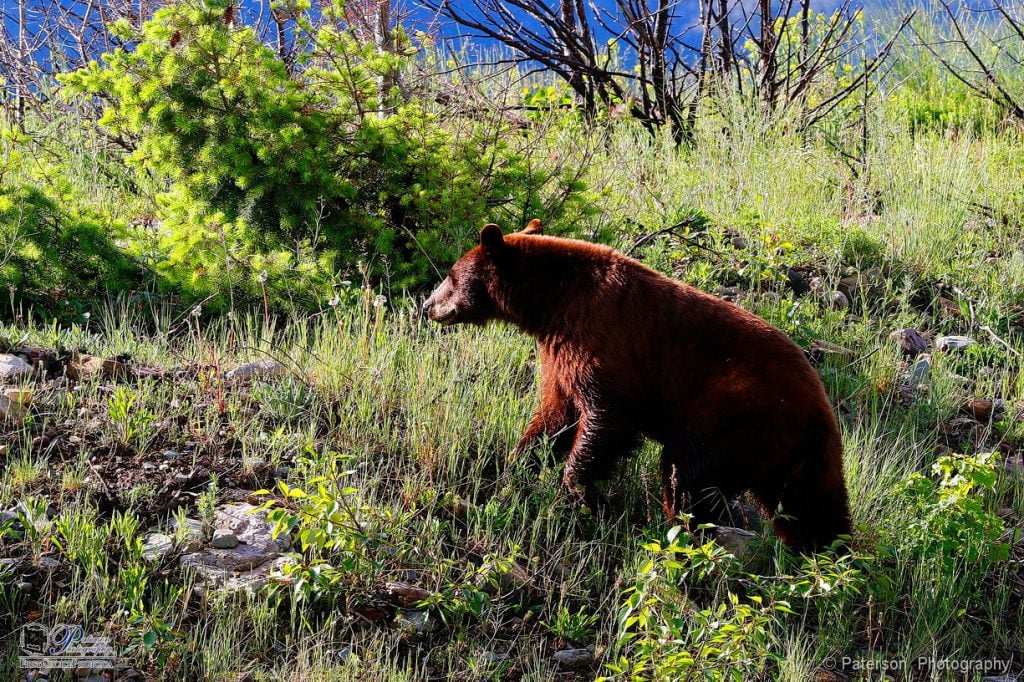 Black bear, Waterton Lakes National Park, Photo Editing