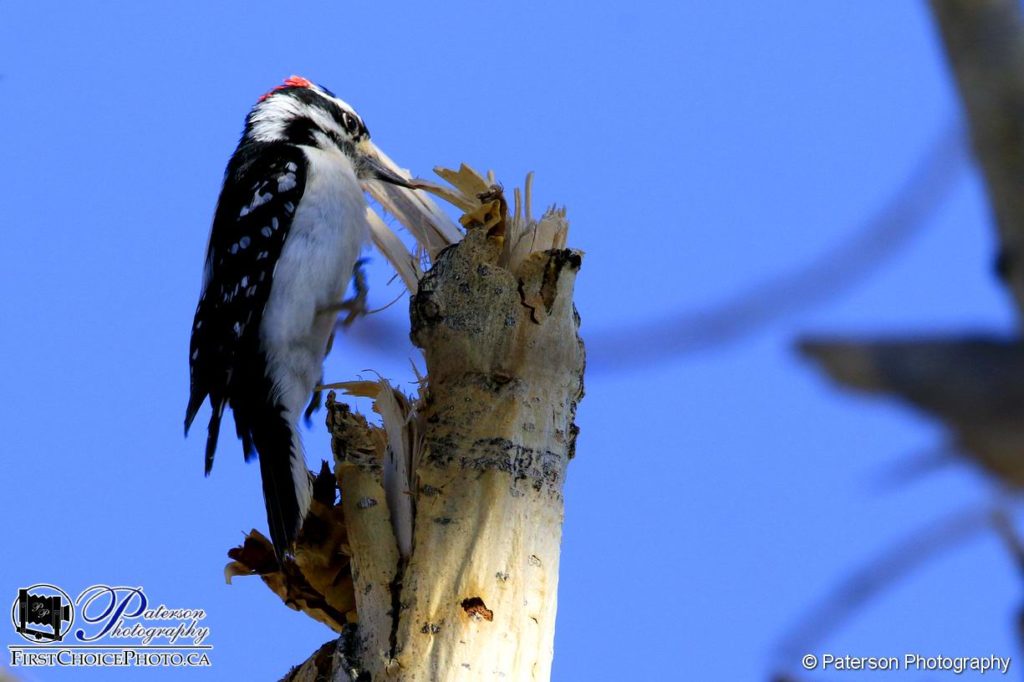 Downy Woodpecker, Writing on Stone Spring Visit